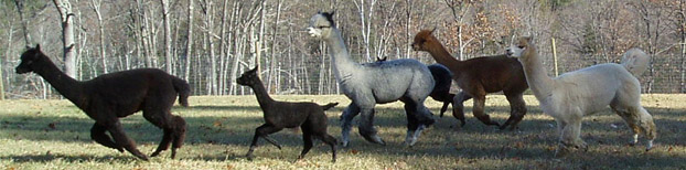 Snowfield Alpacas, Enfield, NH