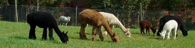 Snowfield Alpacas, Enfield, NH