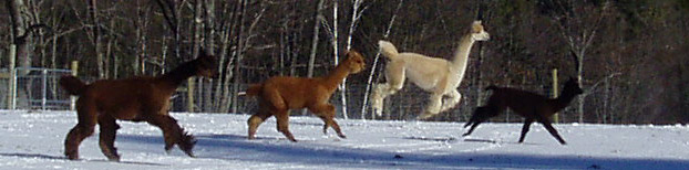 Snowfield Alpacas, Enfield, NH